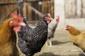 Closeup of Hens in a Farmyard