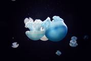 Jelly Blubber Australian Blue Jellyfish