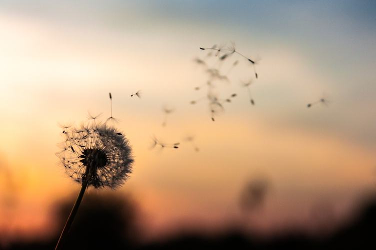Single Dandelion Silhouette with Seeds Blowing in the Wind