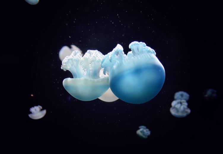 Jelly Blubber Australian Blue Jellyfish