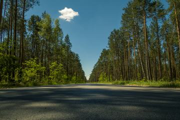 Straight Asphalt Road in the Forest