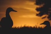 Two Ducks at Sunset