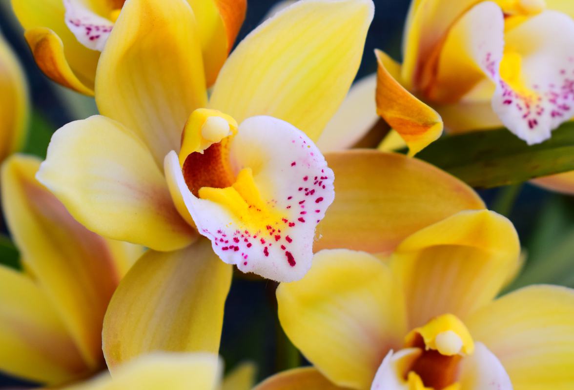 Free Photo: Yellow Orchid Flowers Closeup