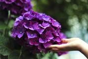Female Hand Touch Purple Hydrangea Blossoming Flowers
