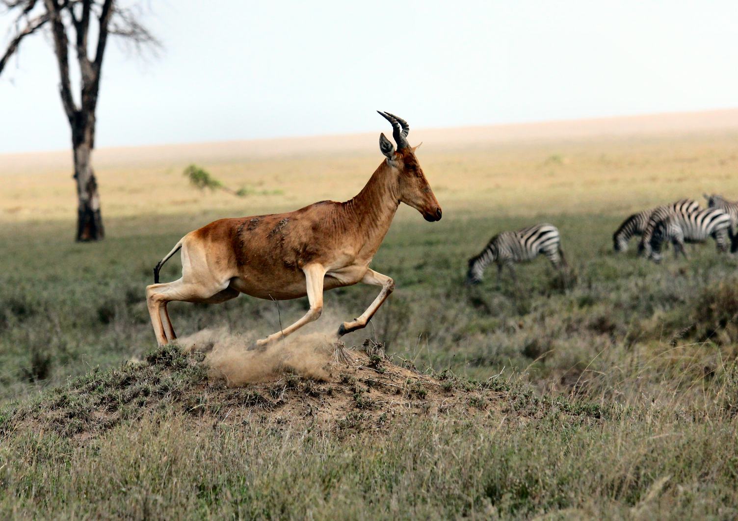 Antelope and Zebras on African Savannah