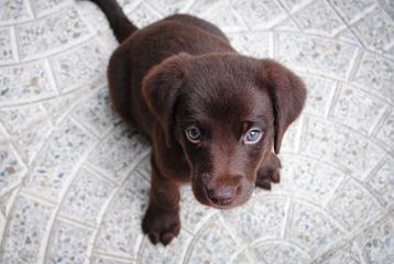 Brown Labrador Puppy Lying on the Floor