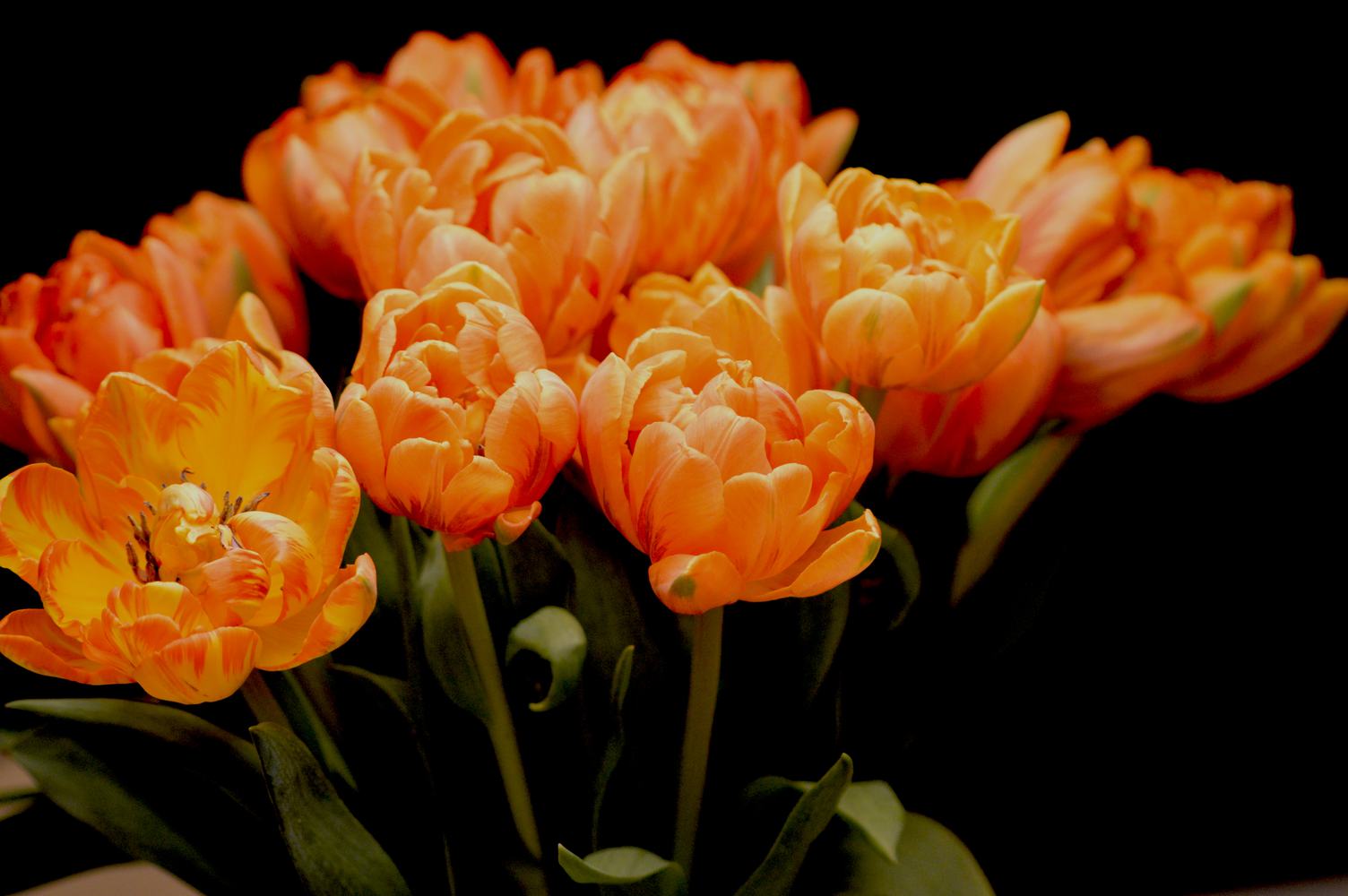 Orange Tulips on Black