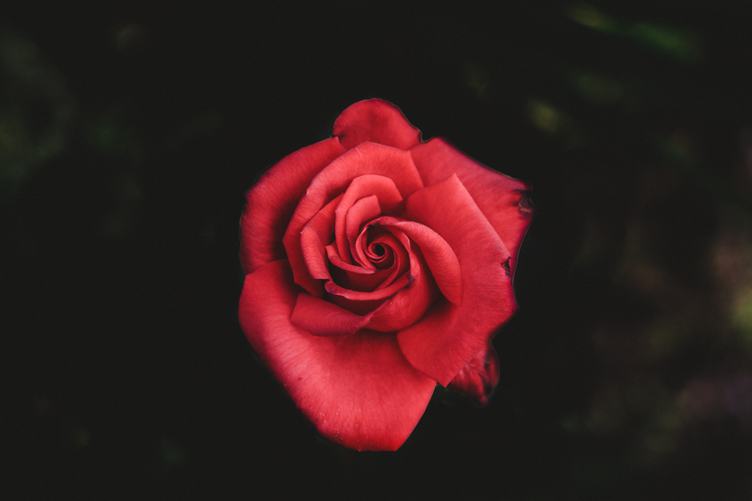 Closeup of Red Rose Top View