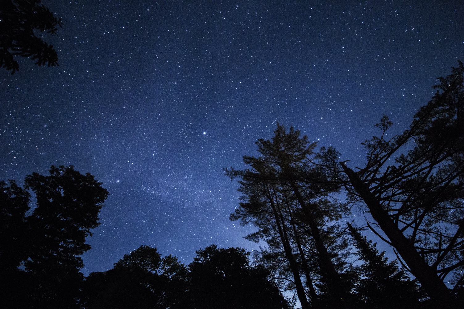 Blue Dark Night Sky with Many Stars Above the Trees