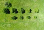 Top View of Trees, Natural Grass Texture
