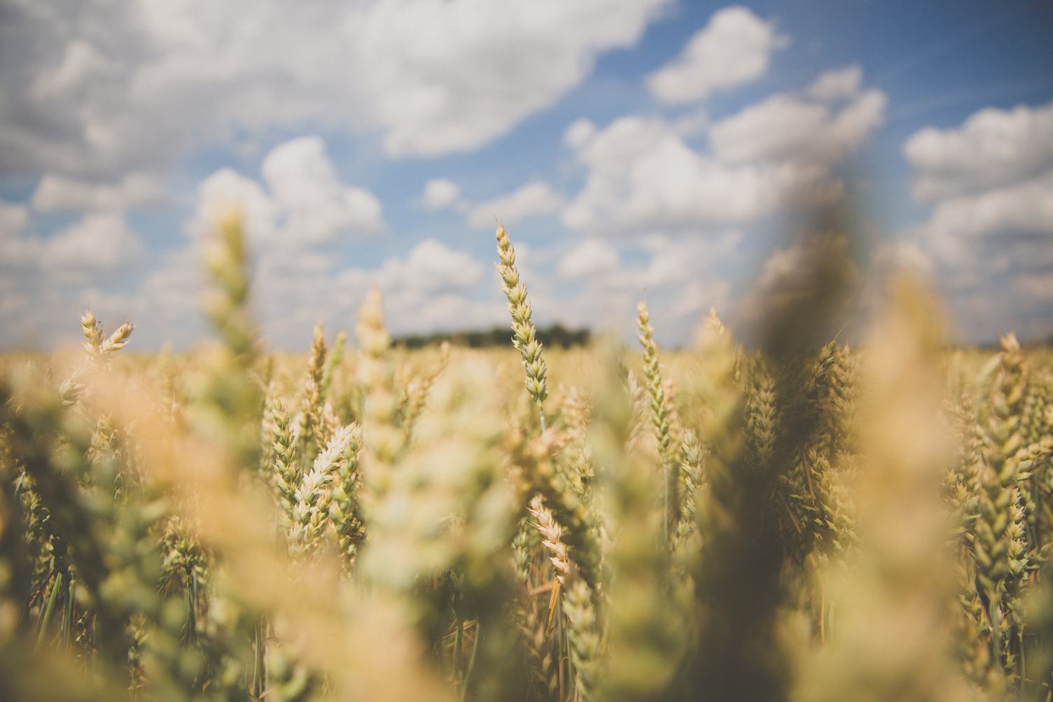 Wheat on a Field
