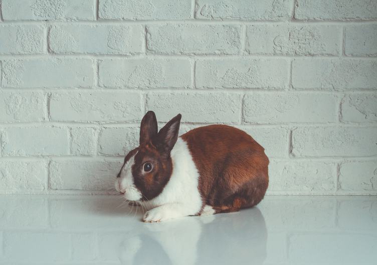 White and Brown Domestic Rabbit Sitting on the Table