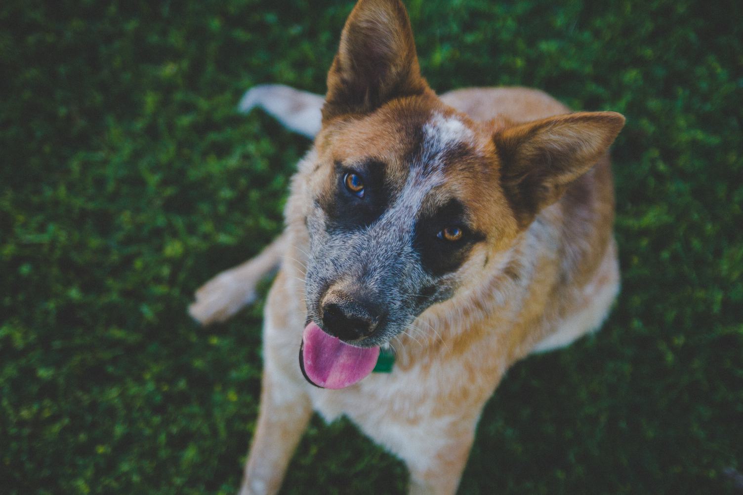 Dog Portrait View from Top on Blur Grass