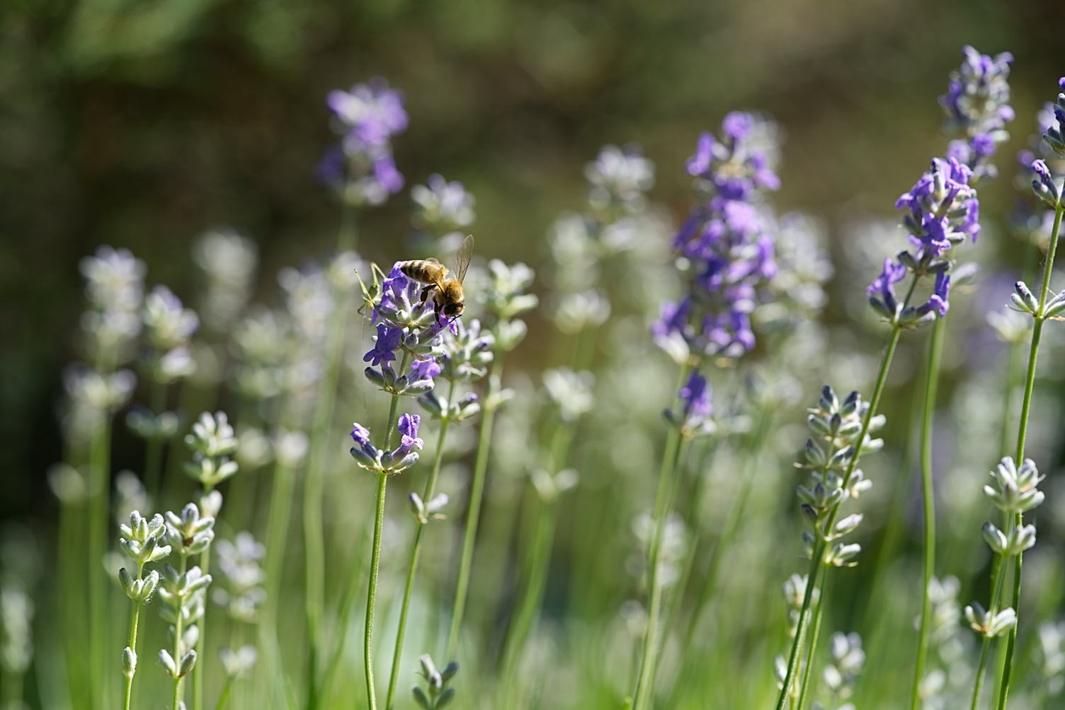 Honey Bee on a Lavender Flower