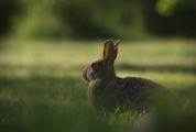 Gray Rabbit in Meadow