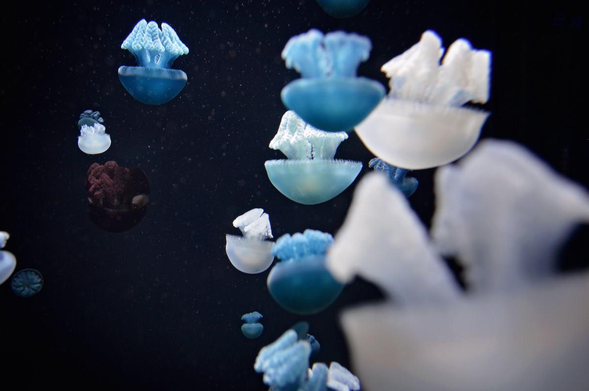 Free Photo: Group of Blubber Jellyfish Undrwater