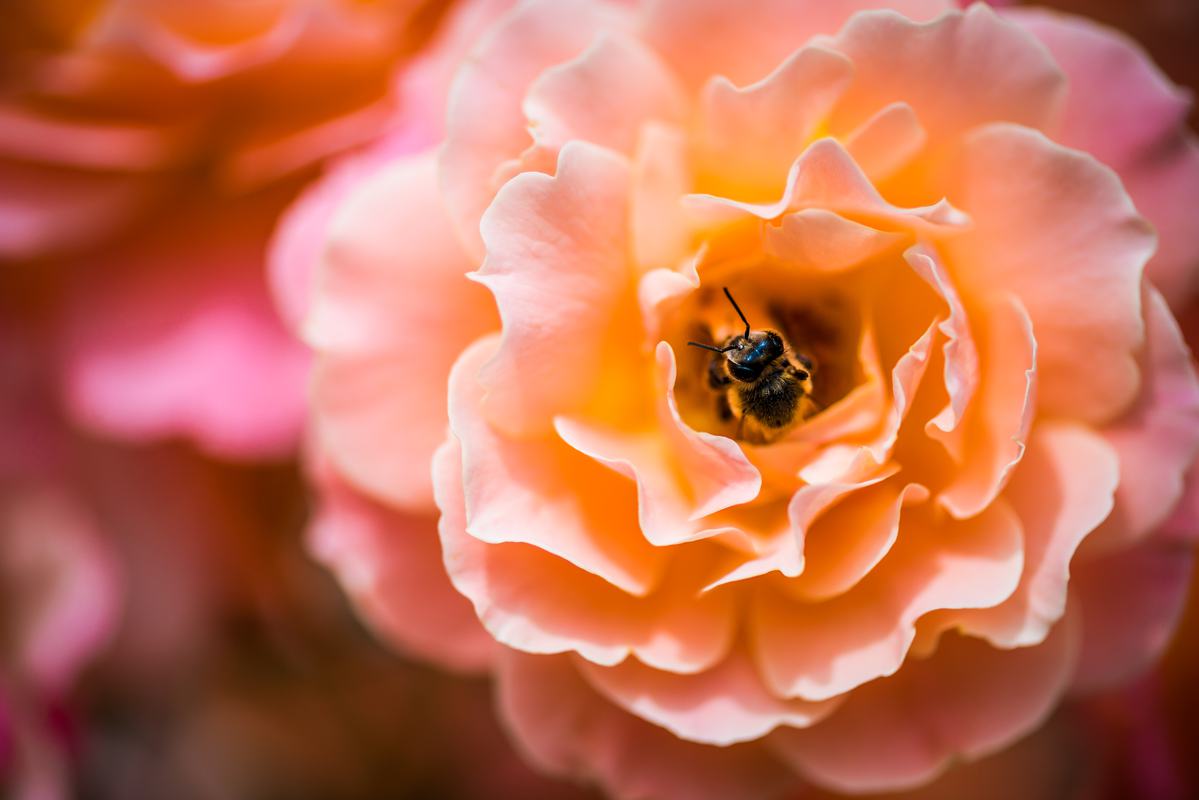Free Photo A Hony Bee Inside Pink Rose Flower