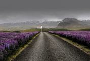 Field of Violet Lupine Flowers Near Road to Ingjaldsholl Church, Iceland