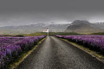 Field of Violet Lupine Flowers Near Road to Ingjaldsholl Church, Iceland
