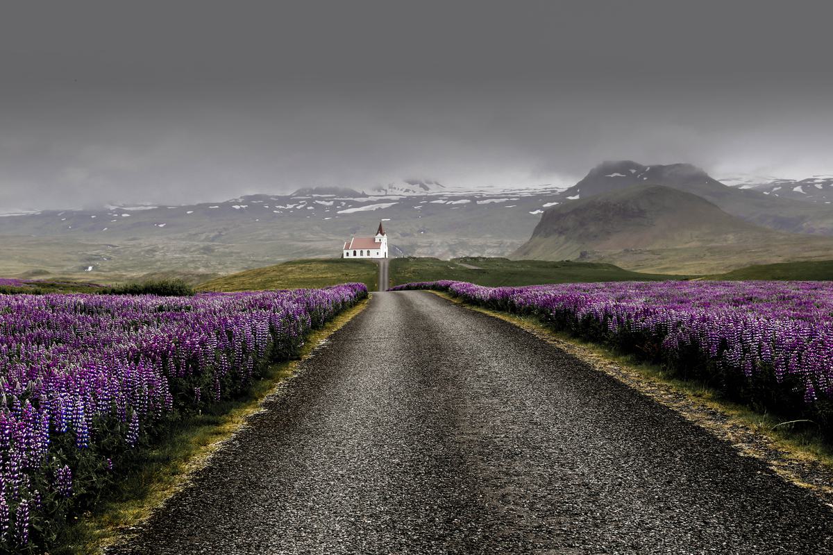 Free Photo: Field of Violet Lupine Flowers Near Road to Ingjaldsholl