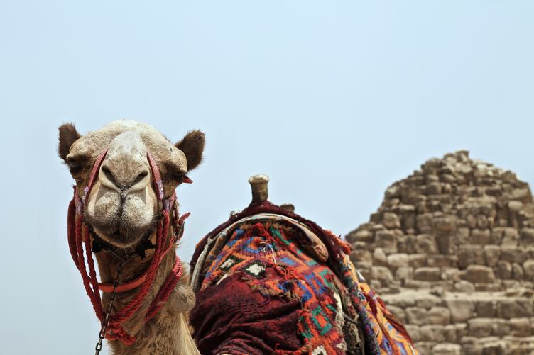 Close Up of Camel Face