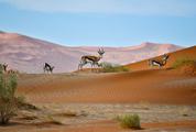 Antelope on a Sand Dune