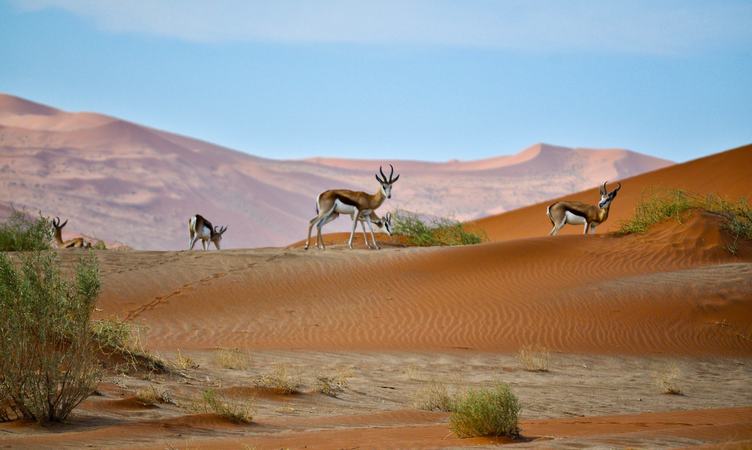 Antelope on a Sand Dune