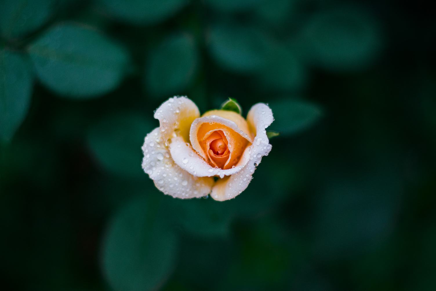 Tea Rose Flower with Water Drops Top View