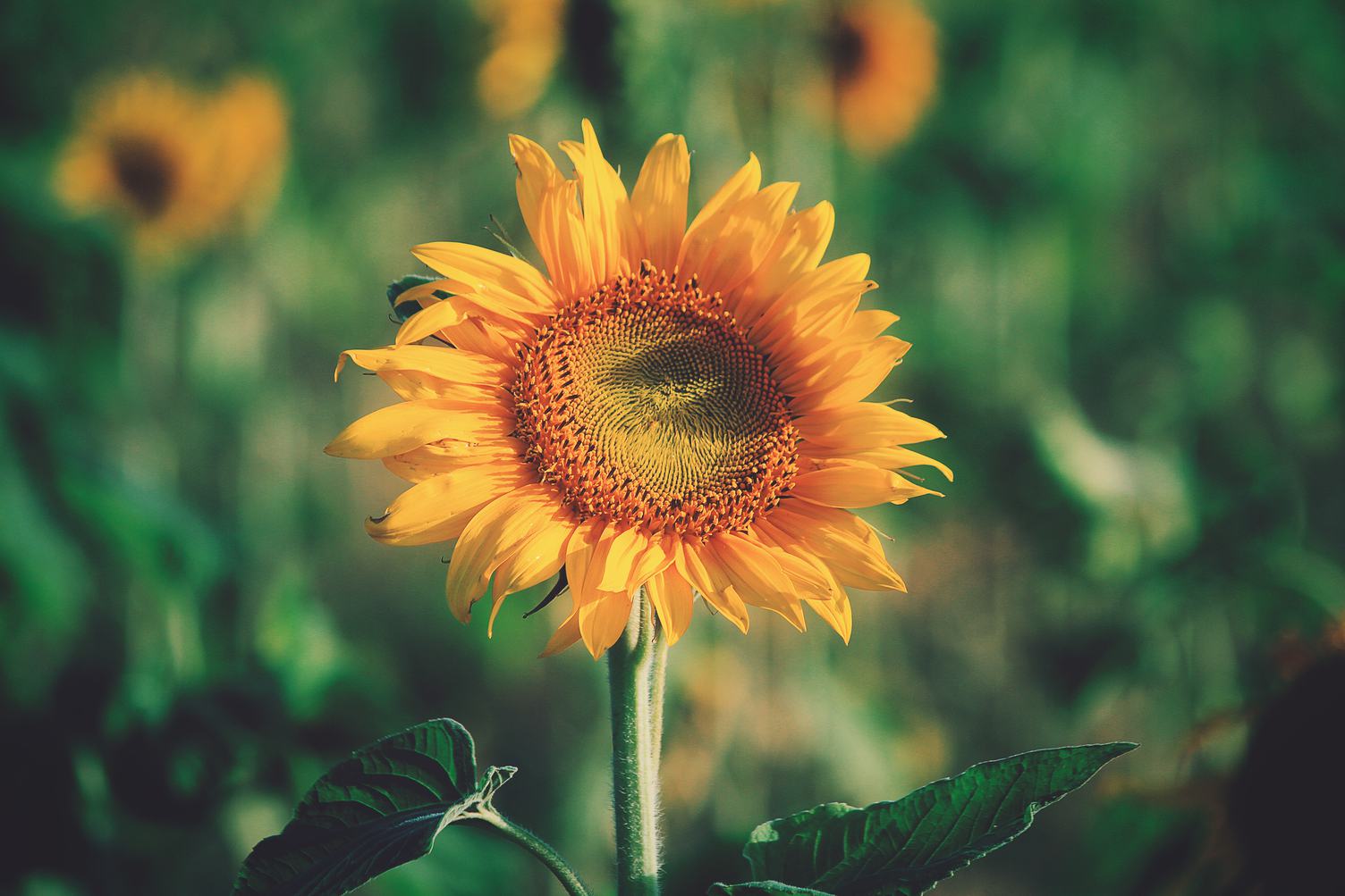 Closeup of Single Sunflower