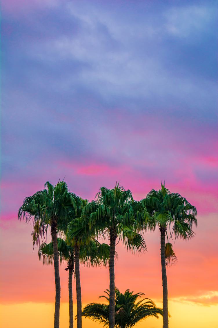 Palm Trees against Colorfull Sky