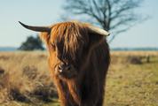 Scottish Highland Cow with Broken Horn in a Field