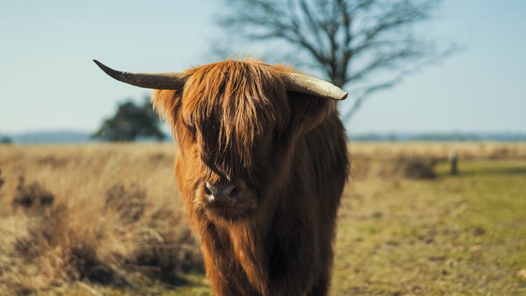 Scottish Highland Cow with Broken Horn in a Field