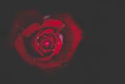 Wet Single Red Rose on Black Background
