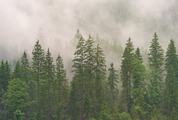 Misty Evergreen Forest on the Mountain Slope