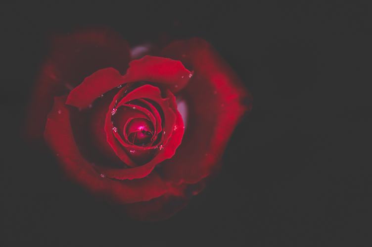 Wet Single Red Rose on Black Background