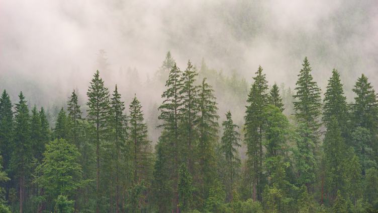 Misty Evergreen Forest on the Mountain Slope
