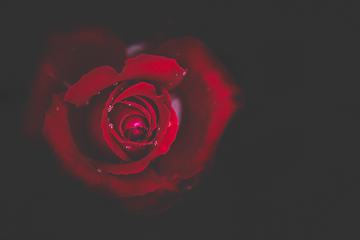Wet Single Red Rose on Black Background