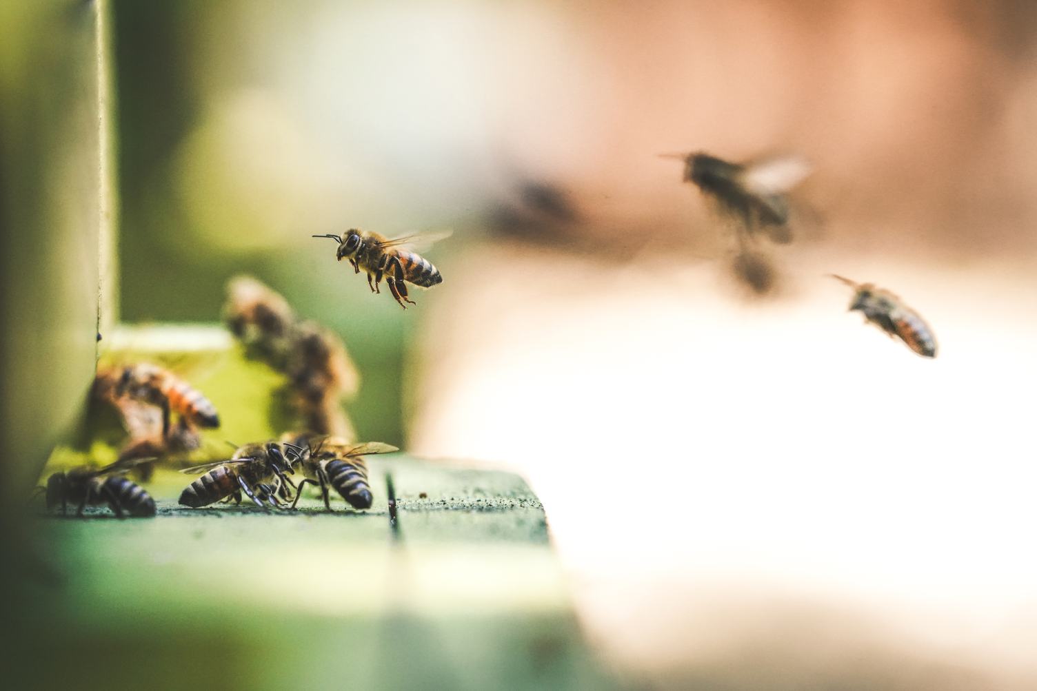 The Fascinating Details of Bees