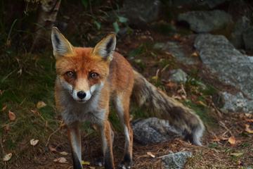 Redhead Fox with Piercing Gaze