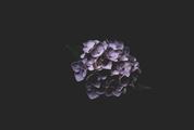 Purple Hortensia Flower on Black Background