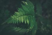 Green Fern Leaf