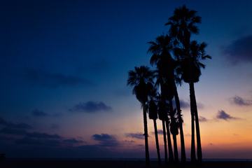 Palm Trees at Sunset against Navy Blue Sky