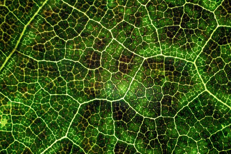 Green Leaf Macro Close Up Foliage Details