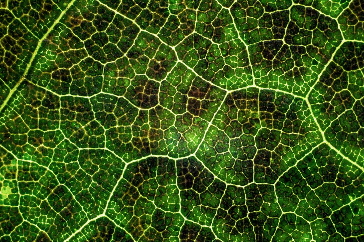 free-photo-green-leaf-macro-close-up-foliage-details