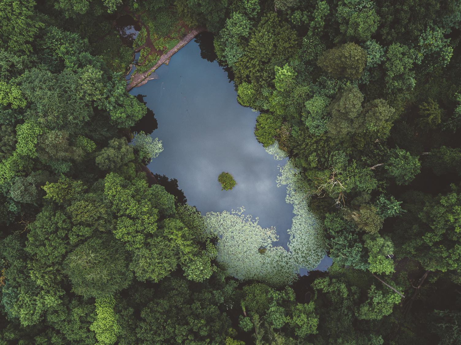 Top View of Lake in the Forest