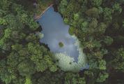 Top View of Lake in the Forest