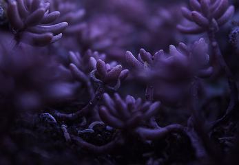 Closeup of Purple Plant