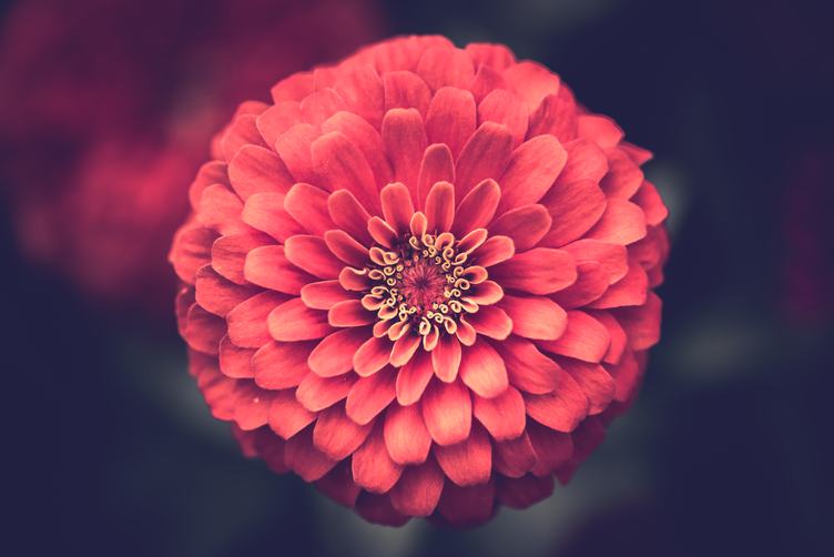 Closeup  of Beautiful Red Dahlia Flower