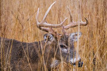 Deer Hidden in the Dry Grass