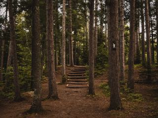 Hiking Trail through the Forest
